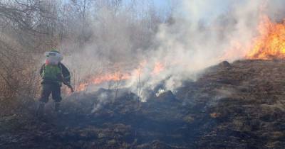 На Закарпатье мужчина поджег лес: горело около гектара территории - tsn.ua - Закарпатская обл.