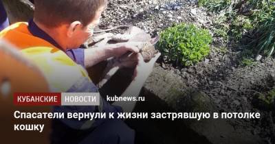 Алексей Одеров - Спасатели вернули к жизни застрявшую в потолке кошку - kubnews.ru - Краснодарский край - Новороссийск