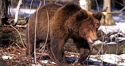Жителей Латвии призывают фотографировать следы медведей: популяция под угрозой - lv.sputniknews.ru - Рига - Латвия