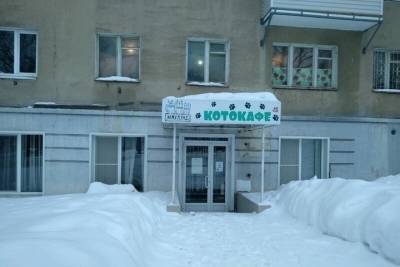 12 кошек оказались заложниками в запертом Котокафе - izhevsk.mk.ru - Ижевск