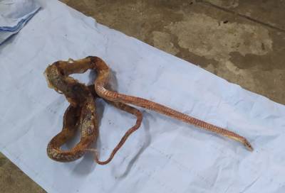 Сергей Афанасьев - В Петербурге работники автосервиса нашли ядовитую змею в автомобиле - online47.ru - Санкт-Петербург