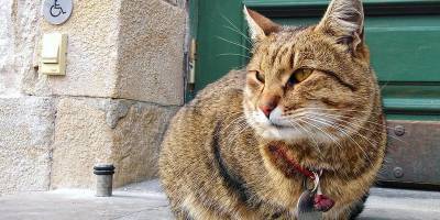 Во Львове пропал и нашелся кот-талисман Атляс, живущий у ресторана, фото, видео - ТЕЛЕГРАФ - telegraf.com.ua - Львов
