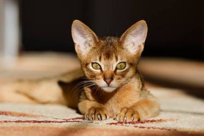 Чем интересна абиссинская порода кошек? - skuke.net - Египет