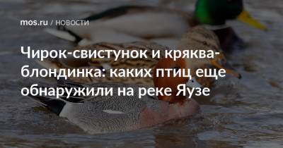 Чирок-свистунок и кряква-блондинка: каких птиц еще обнаружили на реке Яузе - mos.ru - Москва