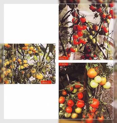 Что вырастет из семян собранных с гибридов томатов F1 – мои отзывы и фото - skuke.net
