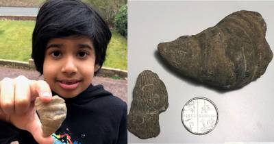 6-летний мальчик копал в саду червяков, а нашел артефакт возрастом 488 млн лет (фото) - focus.ua - Англия - Находка - Великобритания