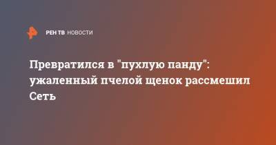 Превратился в "пухлую панду": ужаленный пчелой щенок рассмешил Сеть - ren.tv