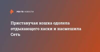 Приставучая кошка одолела отдыхающего хаски и насмешила Сеть - ren.tv