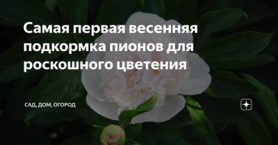 Самая первая весенняя подкормка пионов для роскошного цветения - skuke.net