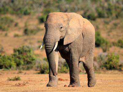 Два вида африканских слонов признали находящимися под угрозой исчезновения - gordonua.com