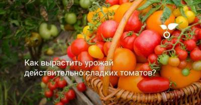 Как вырастить урожай действительно сладких томатов? - skuke.net