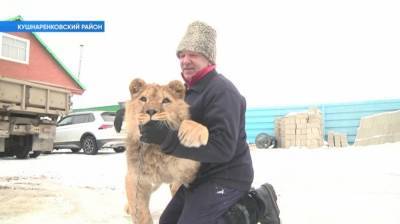 Житель Башкирии завёл домашнего льва - bash.news - Башкирия - район Кушнаренковский