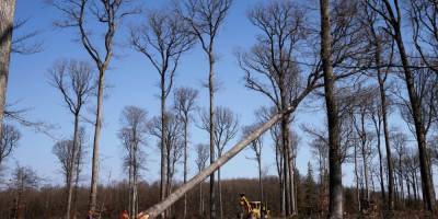 Эммануэль Макрона - Во Франции - Во Франции начали срезать 200-летние дубы для восстановления уничтоженного огнем шпиля Нотр-Дама - nv.ua - Франция