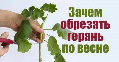 На лето высаживаю герань в грунт, но сначала обрезаю в марте по «полосочной» схеме - skuke.net