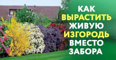 Вырастила живую изгородь вместо забора, предостерегаю, какие растения могут захватить всю дачу - skuke.net