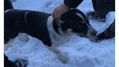 Спасатели Башкирии освободили собаку из заточения в гараже - bash.news - Башкирия - Сибай