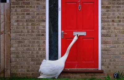 В Британии лебедь несколько лет терроризирует людей, часами стуча клювом в двери - grodnonews.by - Англия
