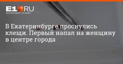 Артем Устюжанин - В Екатеринбурге проснулись клещи. Первый напал на женщину в центре города - e1.ru - Екатеринбург - Свердловская обл.