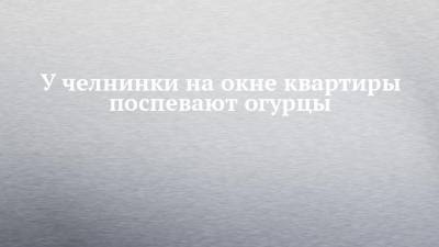 У челнинки на окне квартиры поспевают огурцы - chelny-izvest.ru