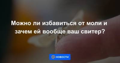 Можно ли избавиться от моли и зачем ей вообще ваш свитер? - news.mail.ru - Австралия