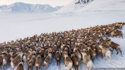 Чукотка достойна внимания: новосибирский фотограф сделал снимки 400 оленей - vesti.ru - Новосибирск - Чукотка - Владивосток - Анадырь