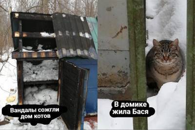 Неизвестные сожгли домик для бездомных кошек на востоке Москвы - vm.ru - Москва