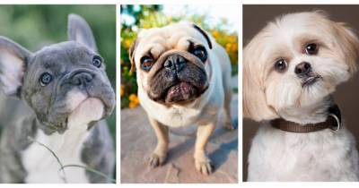 Исследователи объяснили, почему брахицефалы чаще других собак страдают от потери зрения - focus.ua - Лиссабон
