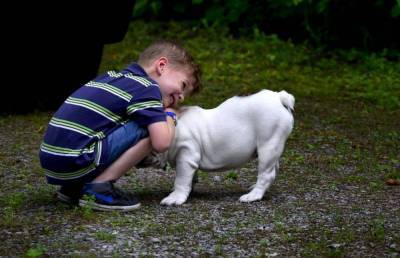 Лучшая собака для семей с детьми: есть ли хорошие и плохие породы - skuke.net