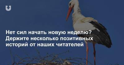 Нет сил начать новую неделю? Держите несколько позитивных историй от наших читателей - news.tut.by
