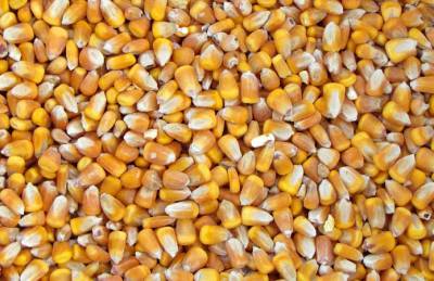 Украина отправила на экспорт почти 16 млн т кукурузы - agroportal.ua