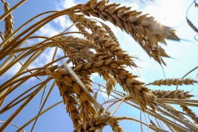 Экспортные цены на пшеницу РФ резко снизились на прошлой неделе - smartmoney.one - Москва - Новороссийск - Omsk - Reuters