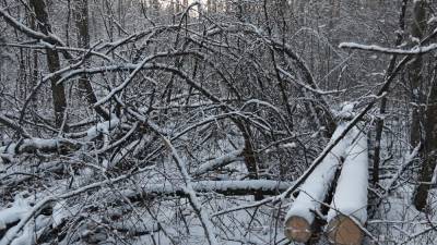 В Тюмени прокуратура выявила незаконную вырубку деревьев на миллионы рублей - newdaynews.ru - Тюмень - Тюменская обл.