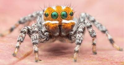 Новый вид австралийских пауков получил название в честь рыбки Немо из мультфильма Pixar - focus.ua - Австралия