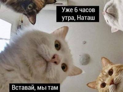 В Роспатент пришла заявка на мем «Наташ, вставай, мы там все уронили!» - rosbalt.ru