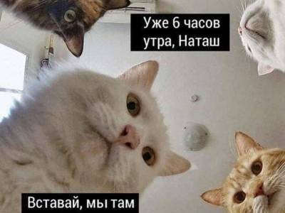 Роспатент получил заявку на выдачу патента на мем «Наташ, вставай, мы там все уронили!» - astrakhanfm.ru