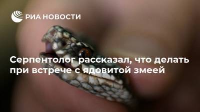 Серпентолог рассказал, что делать при встрече с ядовитой змеей - ria.ru - Москва - Россия - Московская обл.