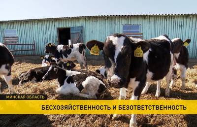 Гибель животных: Госконтроль установил случаи хищения и сокрытия падежа крупного рогатого скота - ont.by - Солигорск