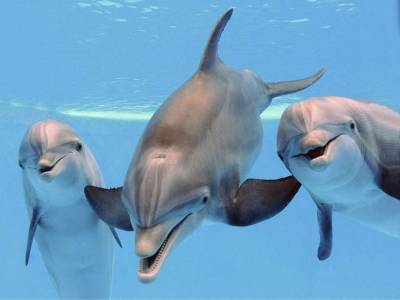 У людей и дельфинов выявили схожие черты характера - lenta.ua - Мексика - Швеция - Голландия - Багамы