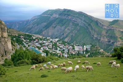 Предприниматели Дагестана, запустившие производство в горах, получат субсидии - mirmol.ru - респ. Дагестан