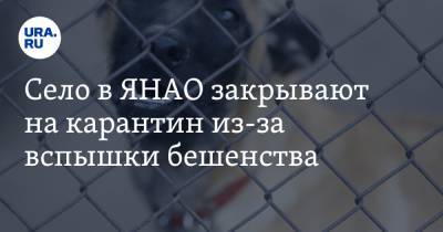 Село в ЯНАО закрывают на карантин из-за вспышки бешенства - ura.news - Салехард - окр. Янао