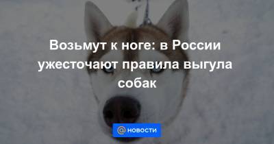 Возьмут к ноге: в России ужесточают правила выгула собак - news.mail.ru - Ижевск - Тульская обл.