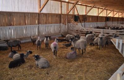 Шепард Подолье строит овцеферму на 10 тысяч овец - agroportal.ua - Эмираты - Хмельницкая обл.