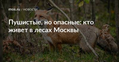 Пушистые, но опасные: кто живет в лесах Москвы - mos.ru - Москва