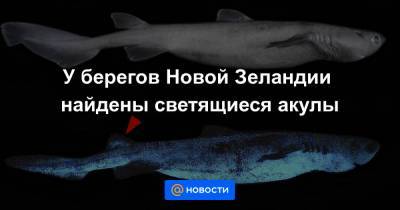 У берегов Новой Зеландии найдены светящиеся акулы - news.mail.ru - Новая Зеландия