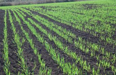 Угрожающих погодных условий для озимых не наблюдается - agroportal.ua - Украина