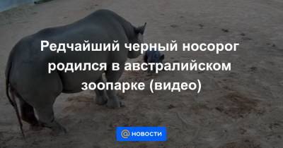 Анна Лысенко - Редчайший черный носорог родился в австралийском зоопарке (видео) - news.mail.ru