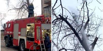 Сбили струей воды: в Кривом Роге попытка пожарных снять кошку с дерева закончилась ее гибелью — видео - nv.ua - Кривой Рог