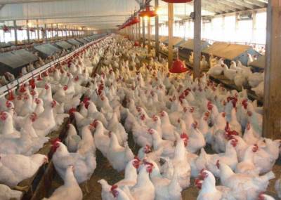 На производство килограмма курятины уходит полкубометра воды - agroportal.ua - Испания - Финляндия