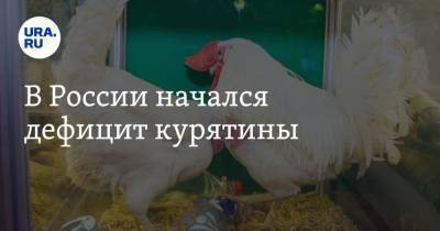 В России начался дефицит курятины - ura.news - Голландия