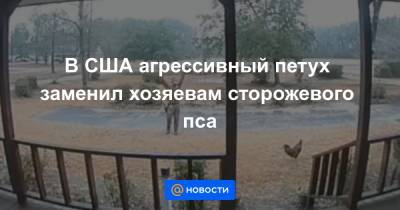 В США агрессивный петух заменил хозяевам сторожевого пса - news.mail.ru - шт.Северная Каролина